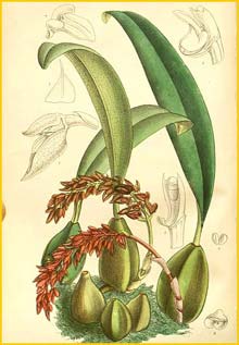    ( Bulbophyllum cupreum ) Curtis's Botanical Magazine 1893