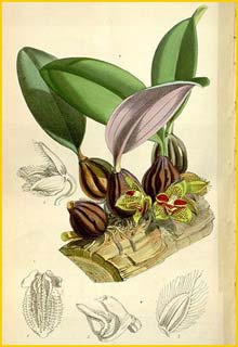   ( Bulbophyllum dayanum ) Curtis's Botanical Magazine 1874