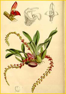    .  ( Bulbophyllum falcatum var. velutinum ) Curtis's Botanical Magazine 1862