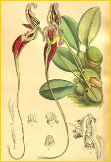   ( Bulbophyllum fascinator ) Curtis's Botanical Magazine 1908