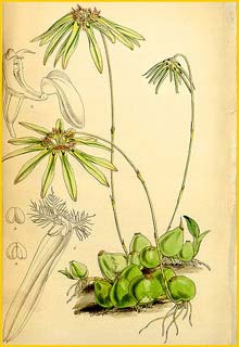    ( Bulbophyllum fimbriatum ) Curtis's Botanical Magazine 1848