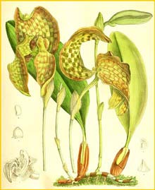    ( Bulbophyllum grandiflorum ) Curtis's Botanical Magazine 