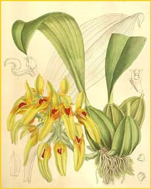    ( Bulbophyllum graveolens ) Curtis's Botanical Magazine 1897