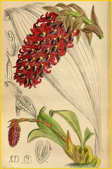   ( Bulbophyllum hamelinii ) Curtis's Botanical Magazine 