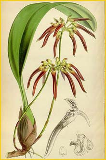    ( Bulbophyllum helenae ) Curtis's Botanical Magazine 1853