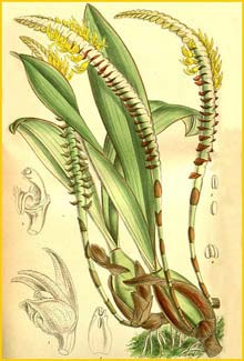    ( Bulbophyllum imbricatum ) Curtis's Botanical Magazine 1901
