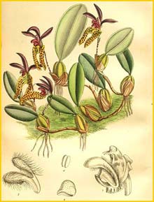    ( Bulbophyllum lasiochilum ) Curtis's Botanical Magazine 1905