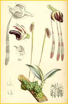  ( Bulbophyllum lemniscatum ) Curtis's Botanical Magazine 1872
