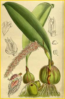   ( Bulbophyllum lilacinum ) Curtis's Botanical Magazine 