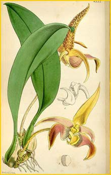   ( Bulbophyllum lobbii ) Curtis's Botanical Magazine 1850