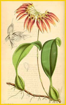   ( Bulbophyllum longiflorum ) Curtis's Botanical Magazine 1846