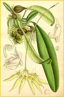   ( Bulbophyllum longiflorum ) Curtis's Botanical Magazine 1892