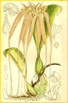   ( Bulbophyllum longissimum ) Curtis's Botanical Magazine 1911