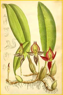   ( Bulbophyllum macranthum ) Curtis's Botanical Magazine