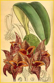   ( Bulbophyllum macrobulbum ) Curtis's Botanical Magazine