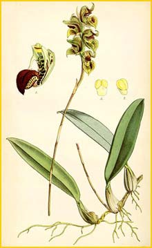   ( Bulbophyllum malachadenia ) Curtis's Botanical Magazine 1847