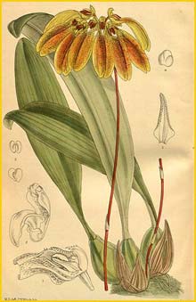    ( Bulbophyllum mastersianum ) Curtis's Botanical Magazine 1913
