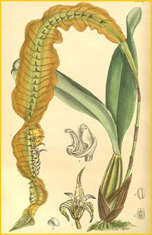    ( Bulbophyllum maximum ) Curtis's Botanical Magazine 1904