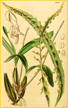    ( Bulbophyllum maximum ) Curtis's Botanical Magazine 1843