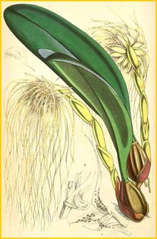    ( Bulbophyllum medusae / Cirrhopetalum medusae ) Curtis's Botanical Magazine 1857