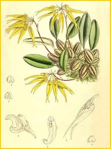    ( Bulbophyllum muscicola ) Curtis's Botanical Magazine 1902
