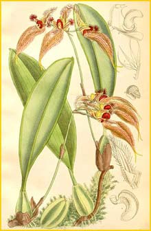    ( Bulbophyllum ornatissimum ) Curtis's Botanical Magazine 1892