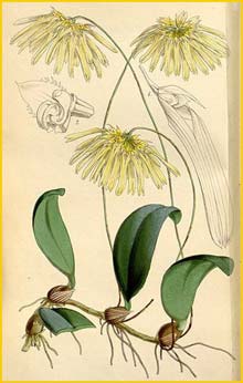   ( Bulbophyllum othonis ) Curtis's Botanical Magazine 1849