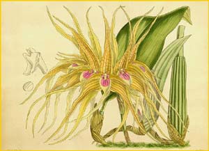   ( Bulbophyllum pahudii ) Curtis's Botanical Magazine 1910