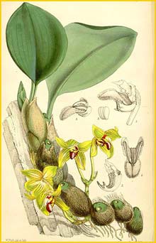    ( Bulbophyllum psittacoglossum ) Curtis's Botanical Magazine 1863