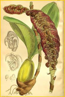   ( Bulbophyllum purpureorhachis ) Curtis's Botanical Magazine 1909
