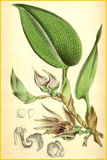   ( Bulbophyllum reticulatum ) Curtis's Botanical Magazine 1866