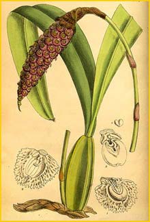   ( Bulbophyllum robustum ) Curtis's Botanical Magazine