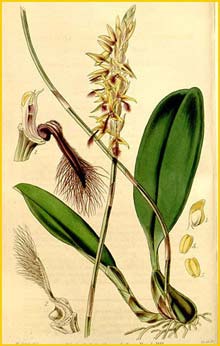   ( Bulbophyllum saltatorium var. calamarium ) Curtis's Botanical Magazine 1844
