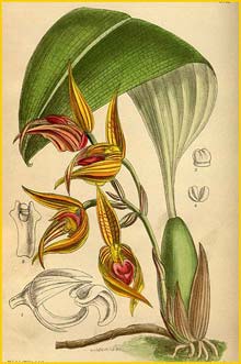    ( Bulbophyllum sociale ) Curtis's Botanical Magazine