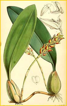     ( Bulbophyllum sterile ) Curtis's Botanical Magazine 1858