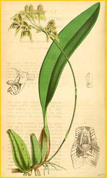    ( Bulbophyllum umbellatum ) Curtis's Botanical Magazine 1846