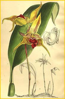   ( Bulbophyllum uniflorum ) Curtis's Botanical Magazine 1908