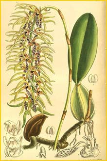   ( Bulbophyllum weddelii ) Curtis's Botanical Magazine