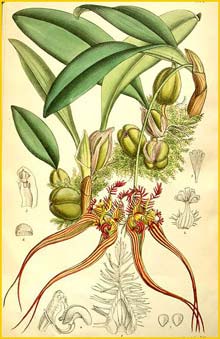   ( Bulbophyllum wendlandianum ) Curtis's Botanical Magazine 1891