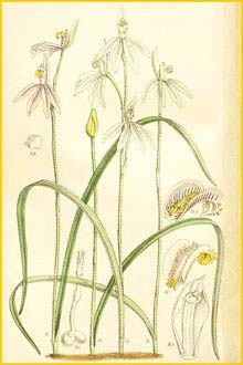    ( Caladenia carnea ) Curtis's Botanical Magazine 1898