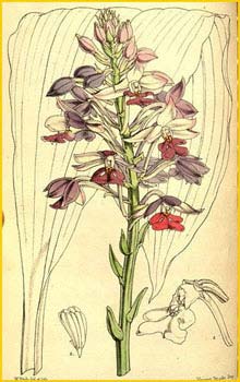   ( Calanthe dominii )  Curtis's Botanical Magazine 1858