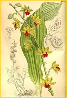    ( Calanthe tricarinata )  Curtis's Botanical Magazine