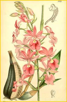    ( Calanthe veitchii  )  Curtis's Botanical Magazine 1863