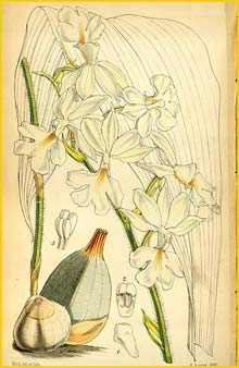   ( Calanthe vestita ) Curtis's Botanical Magazine 1852