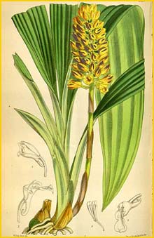   ( Calanthe pulchra ) Curtis's Botanical Magazine 1874