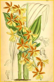   ( Calanthe striata ) Curtis's Botanical Magazine 1888