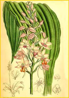   ( Calanthe sylvatica ) Curtis's Botanical Magazine 1885
