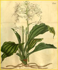   ( Calanthe triplicata ) Curtis's Botanical Magazine 1826