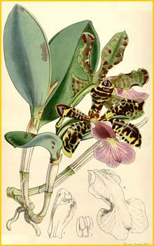    ( Cattleya aclandiae )  Curtis's Botanical Magazine 1858