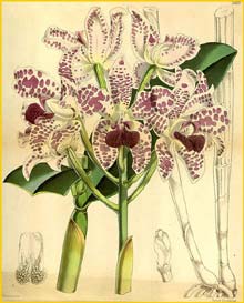    ( Cattleya amethystoglossa )  Curtis's Botanical Magazine 1868